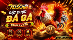 Đặt cược đá gà XOSO66